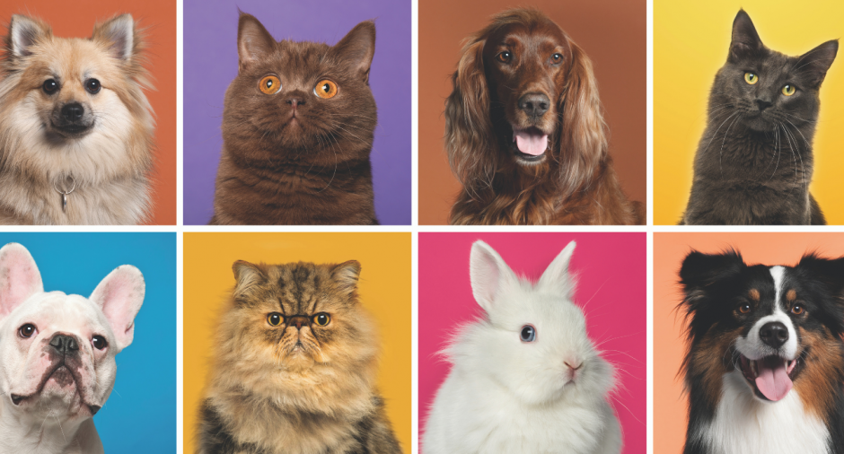 Como ajudar projetos de causa animal: Cães e gatos de diversas raças