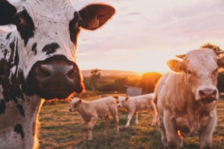 Vaquinha pública e vaquinha privada: Várias vacas no campo