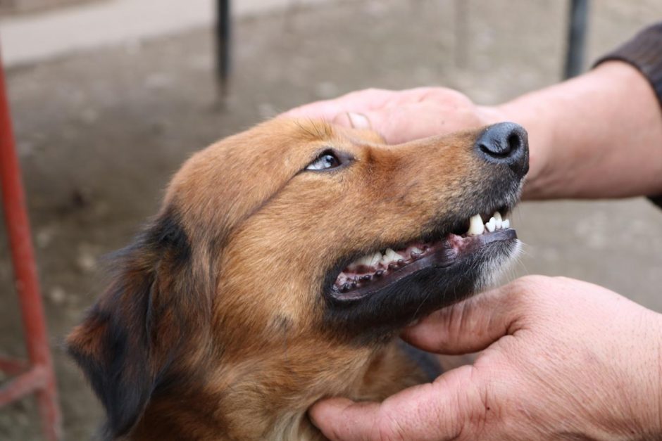 ONGs de causa animal: cão caramelo recebendo carinho